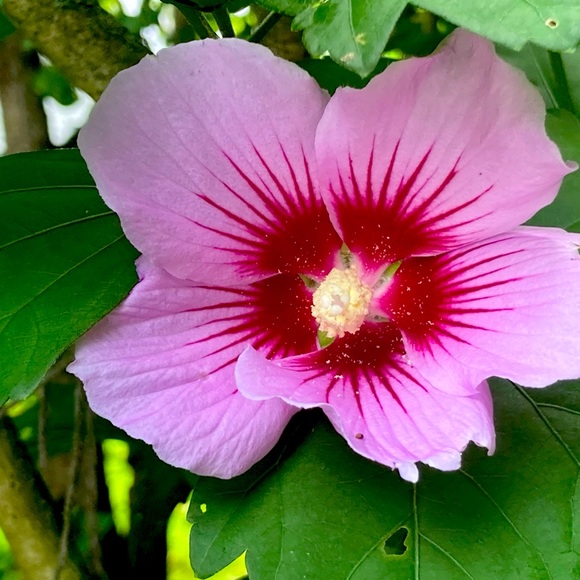 Meet your Posher, Michelle - Picture 1 of 2